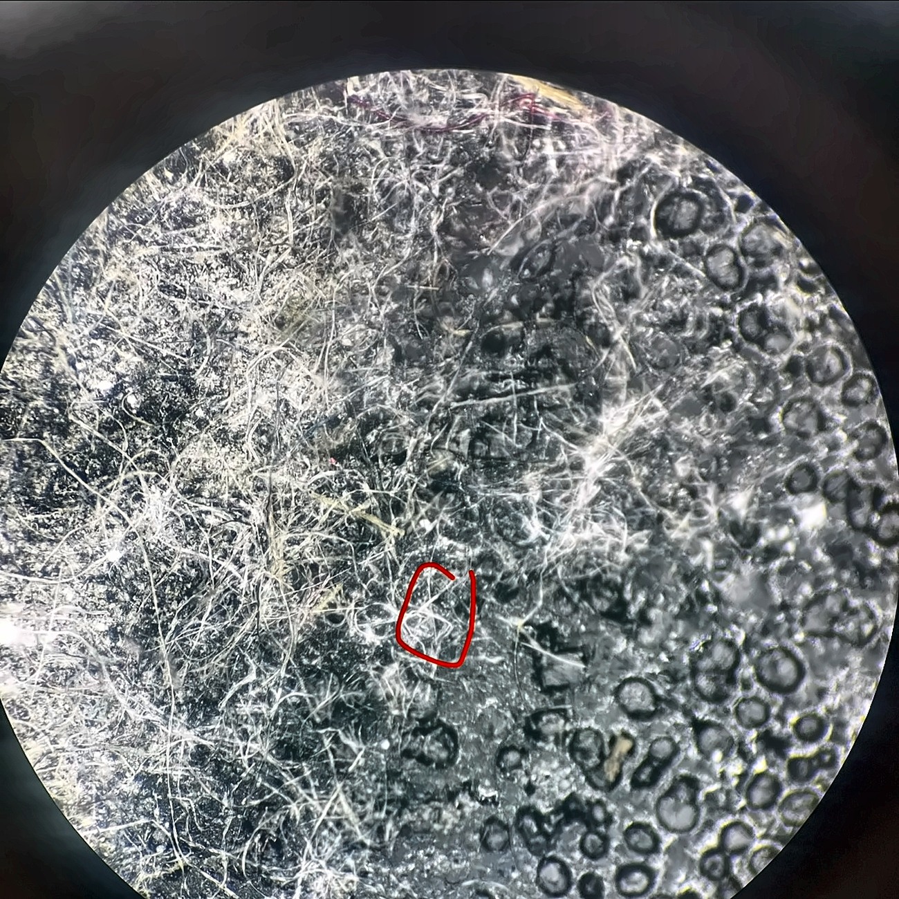 Optical microscope field showing a complex fibrous sample with a selected area marked for attention